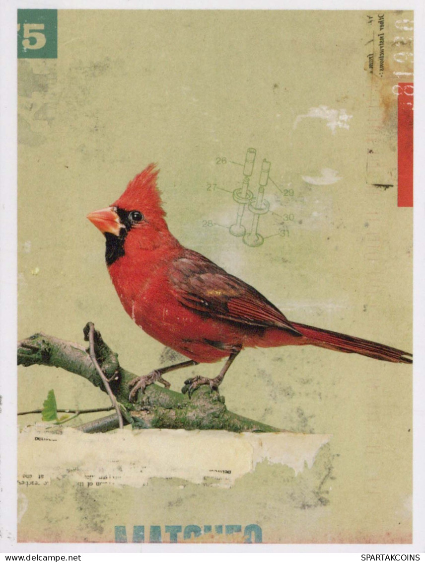 PÁJARO Animales Vintage Tarjeta Postal CPSM #PBR655.A - Vogels