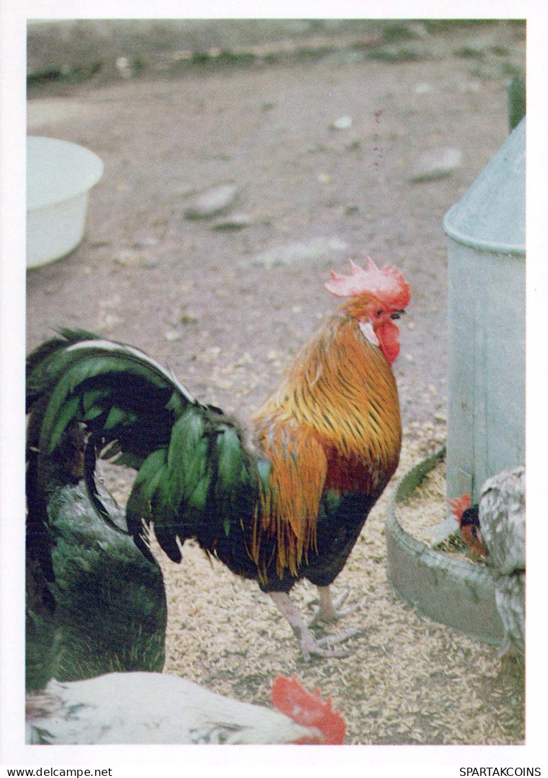 UCCELLO Animale Vintage Cartolina CPSM #PBR596.A - Vögel
