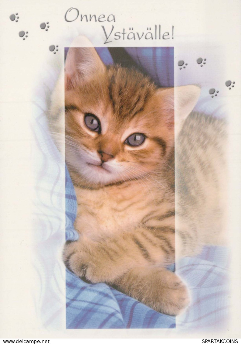 KATZE MIEZEKATZE Tier Vintage Ansichtskarte Postkarte CPSM #PBQ917.A - Cats