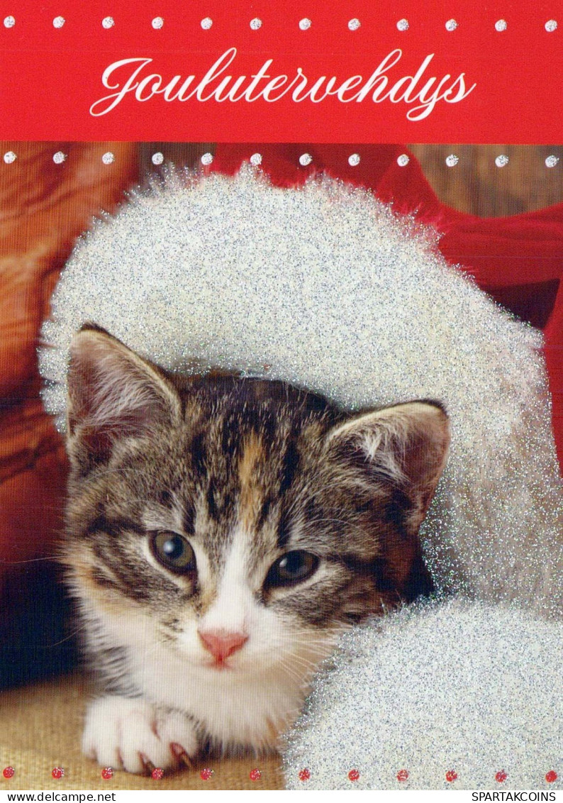 KATZE MIEZEKATZE Tier Vintage Ansichtskarte Postkarte CPSM #PBQ892.A - Cats