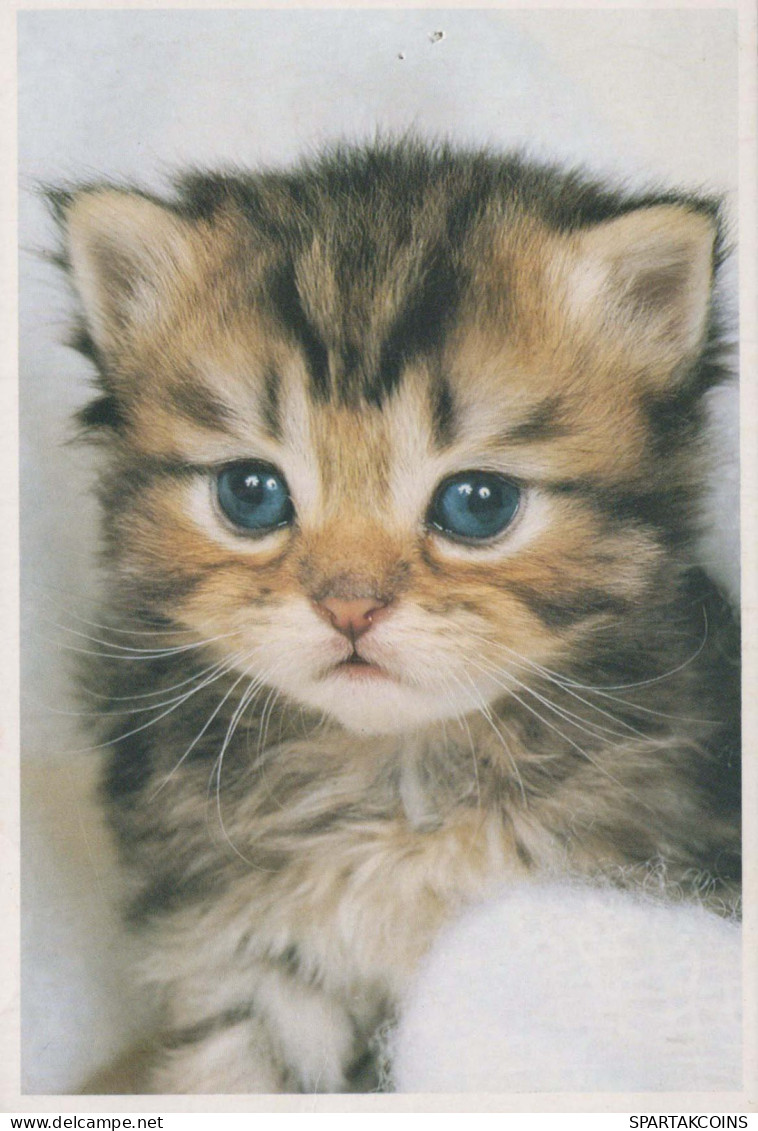 GATTO KITTY Animale Vintage Cartolina CPSM #PBQ855.A - Cats