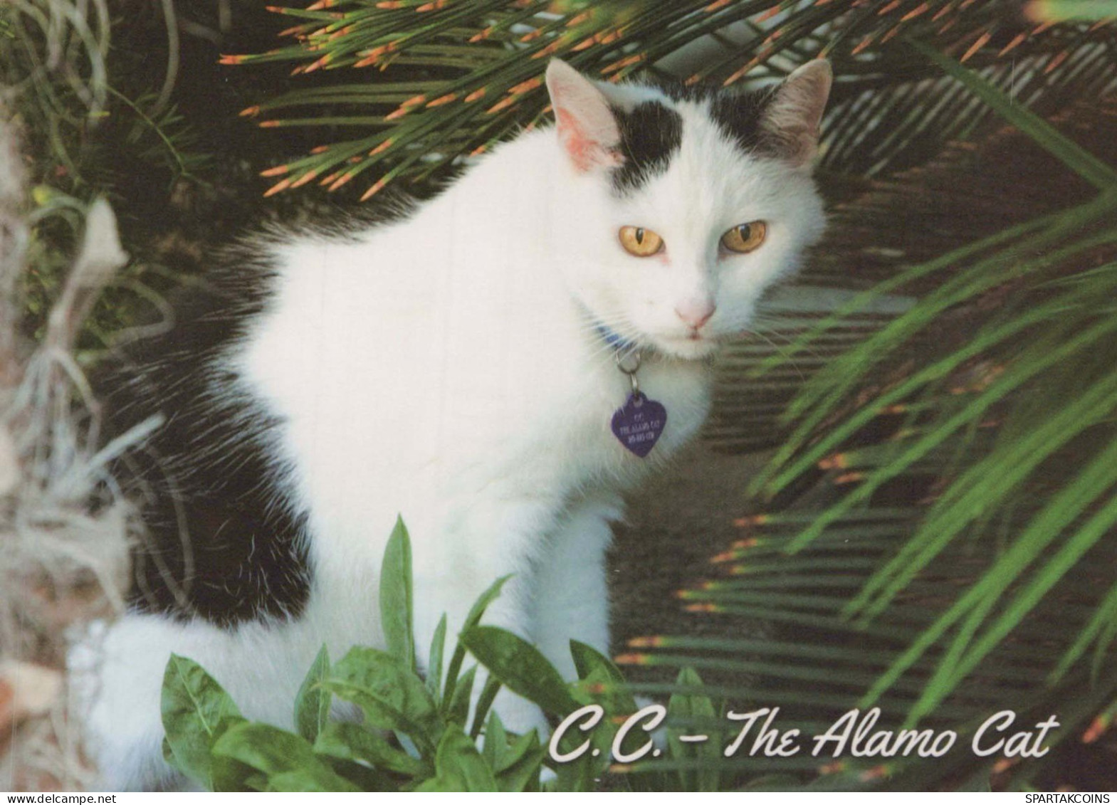 GATTO KITTY Animale Vintage Cartolina CPSM #PBQ740.A - Cats