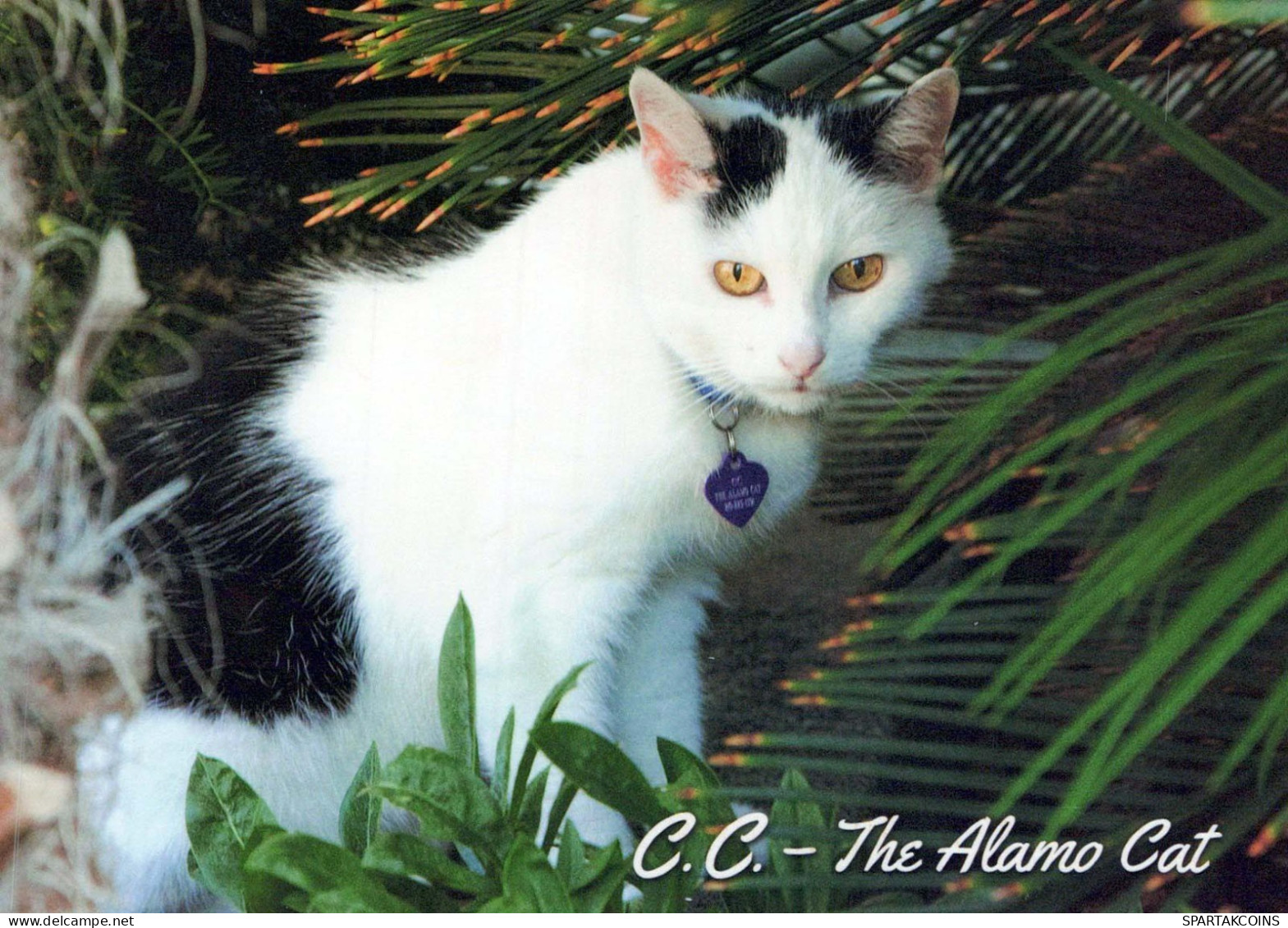 GATTO KITTY Animale Vintage Cartolina CPSM #PBQ740.A - Cats