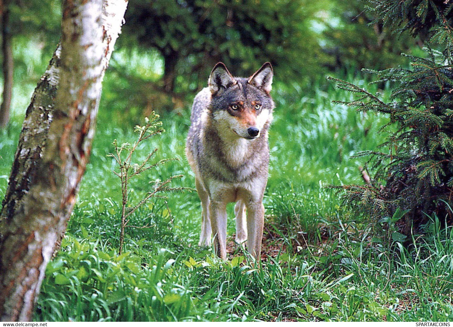 CHIEN Animaux Vintage Carte Postale CPSM #PBQ336.A - Chiens