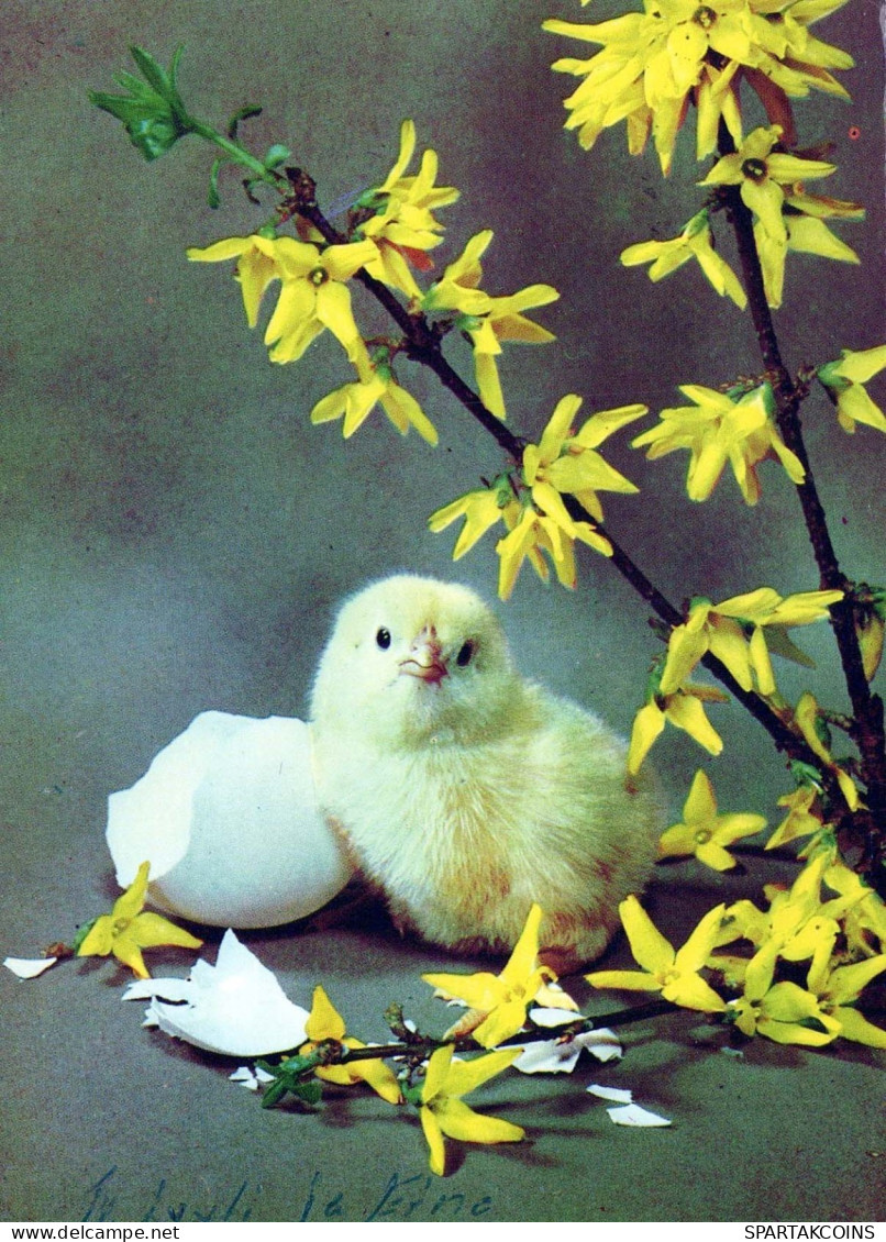 PÂQUES POULET ŒUF Vintage Carte Postale CPSM #PBO999.A - Easter