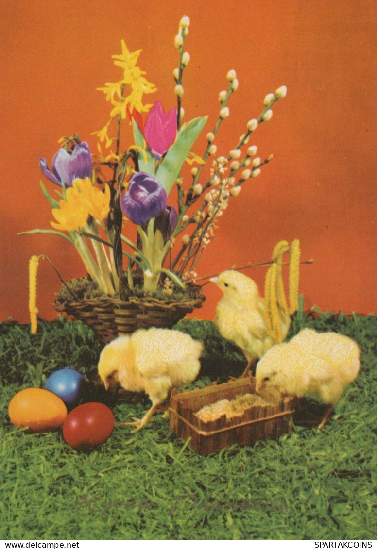PÂQUES POULET ŒUF Vintage Carte Postale CPSM #PBO599.A - Easter