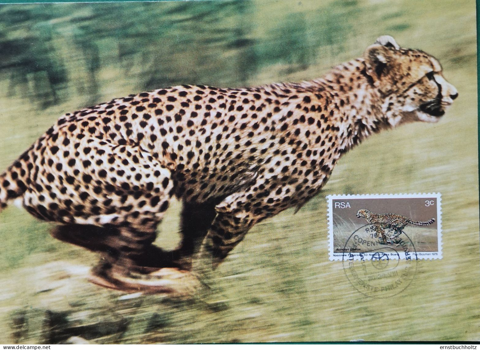 Südafrika Maximumkarte 1976 Gepard 3c - Neufs