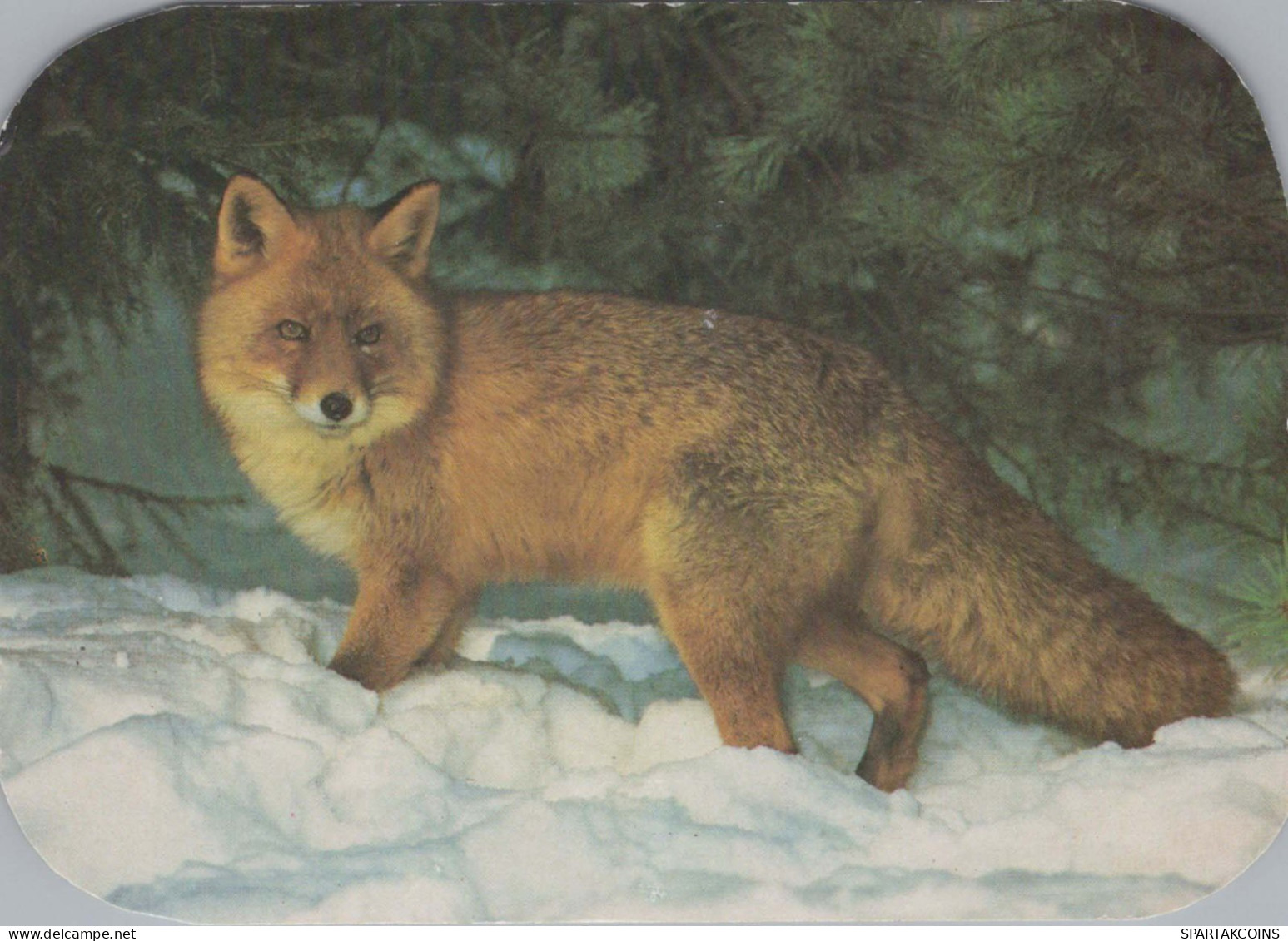 RENARD Animaux Vintage Carte Postale CPSM #PBS818.A - Other & Unclassified