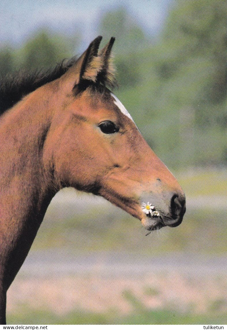 Horse - Cheval - Paard - Pferd - Cavallo - Cavalo - Caballo - Häst - Horse Breeding Association Ry - VERY RARE - Horses