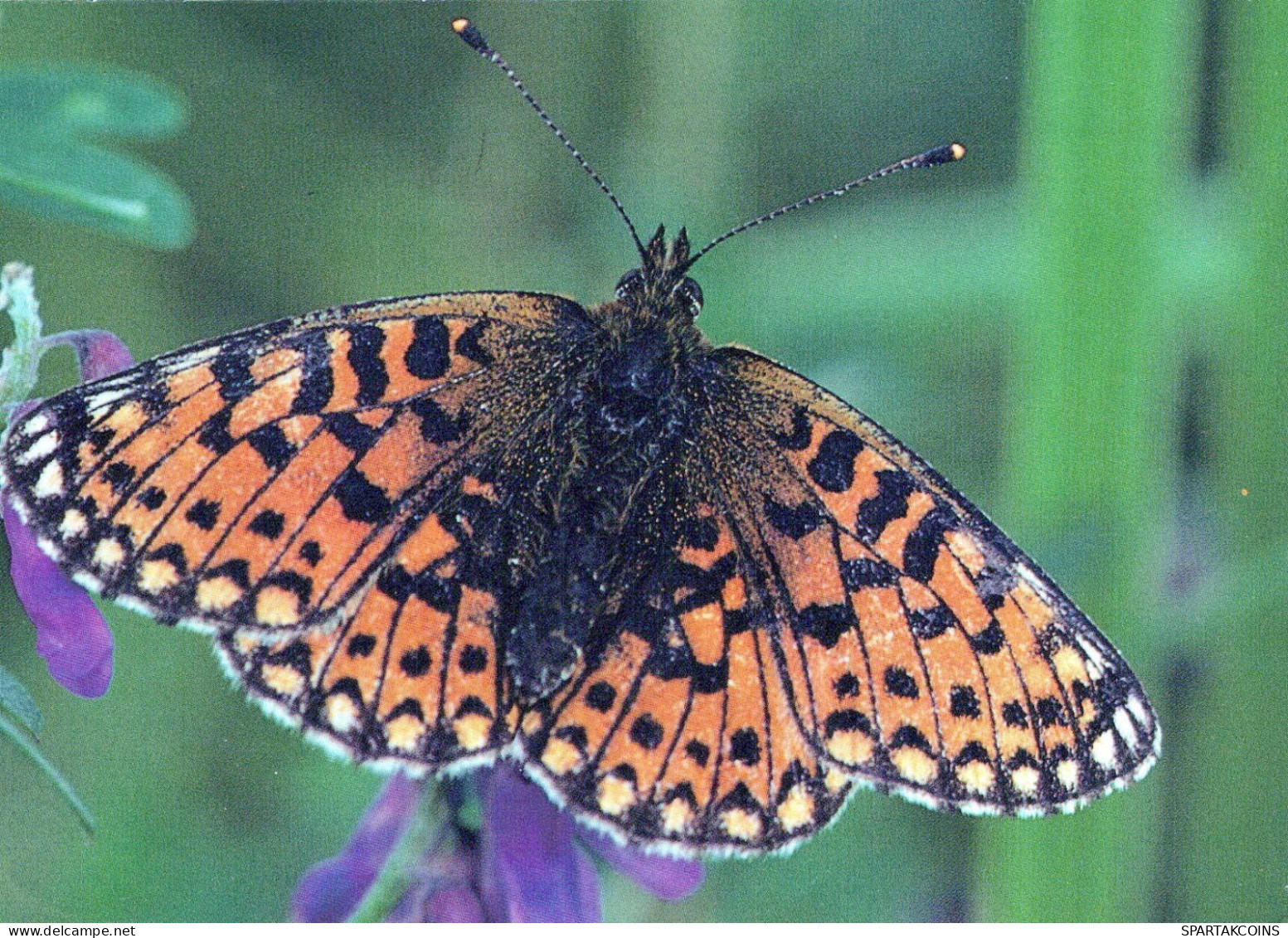 SCHMETTERLINGE Tier Vintage Ansichtskarte Postkarte CPSM #PBS439.A - Butterflies