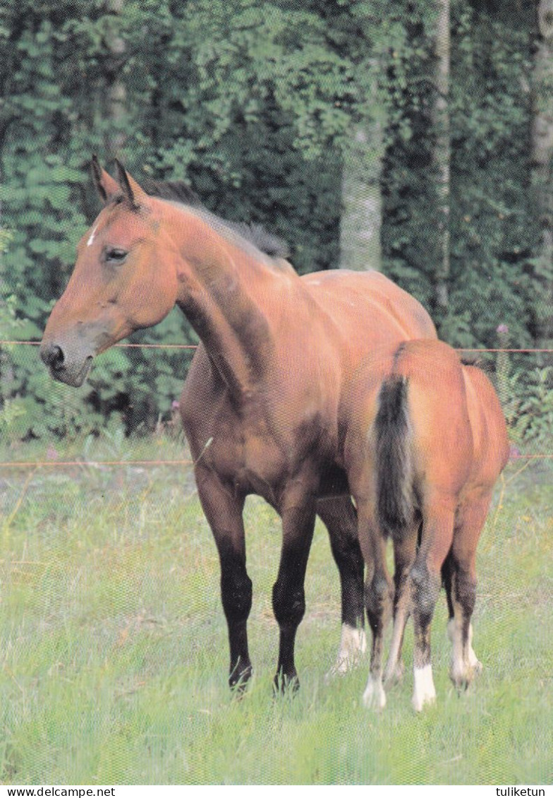 Horse - Cheval - Paard - Pferd - Cavallo - Cavalo - Caballo - Häst - Horse Breeding Association Ry - VERY RARE - Chevaux