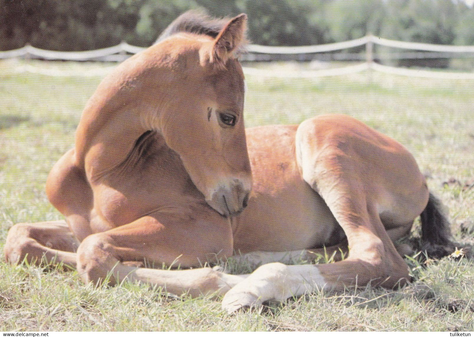 Horse - Cheval - Paard - Pferd - Cavallo - Cavalo - Caballo - Häst - Horse Breeding Association Ry - VERY RARE - Horses