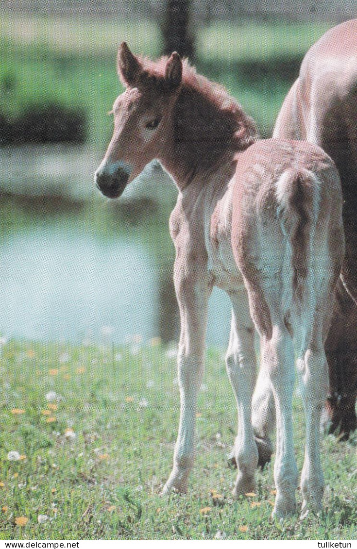 Horse - Cheval - Paard - Pferd - Cavallo - Cavalo - Caballo - Häst - Equestrian Sport - RARE - Pferde