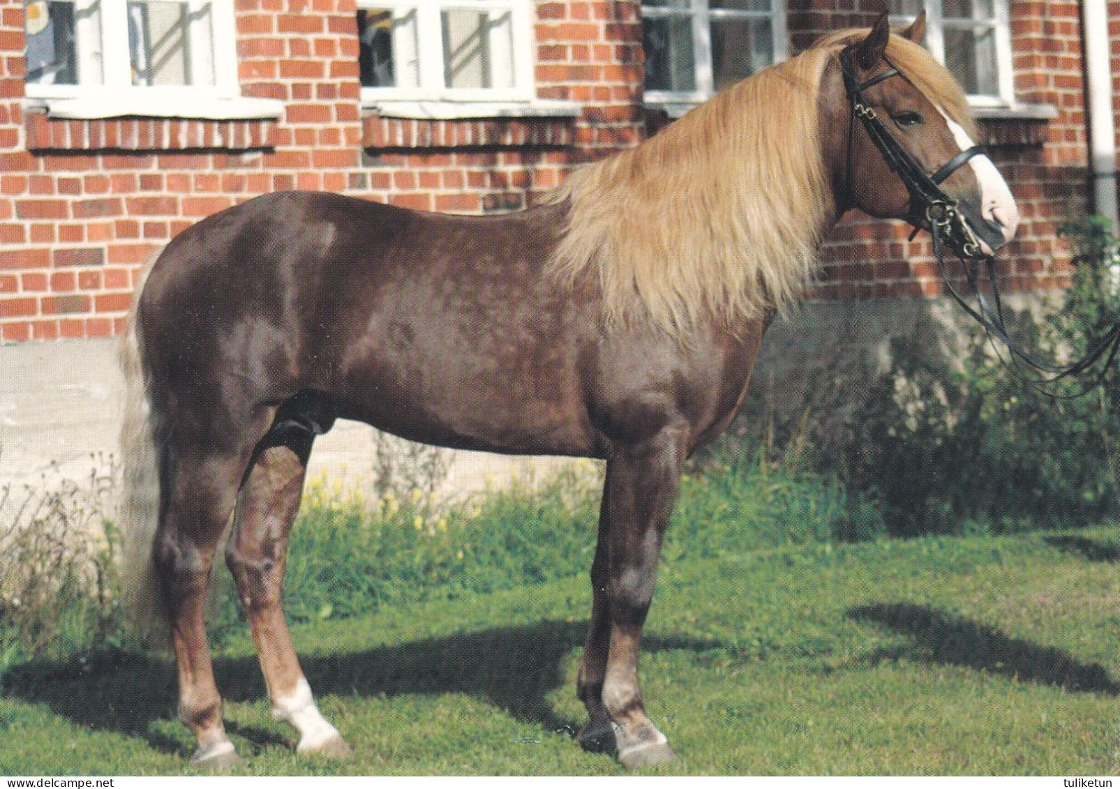 Horse - Cheval - Paard - Pferd - Cavallo - Cavalo - Caballo - Häst - Stallion Lorenze - Horse College - RARE - Chevaux