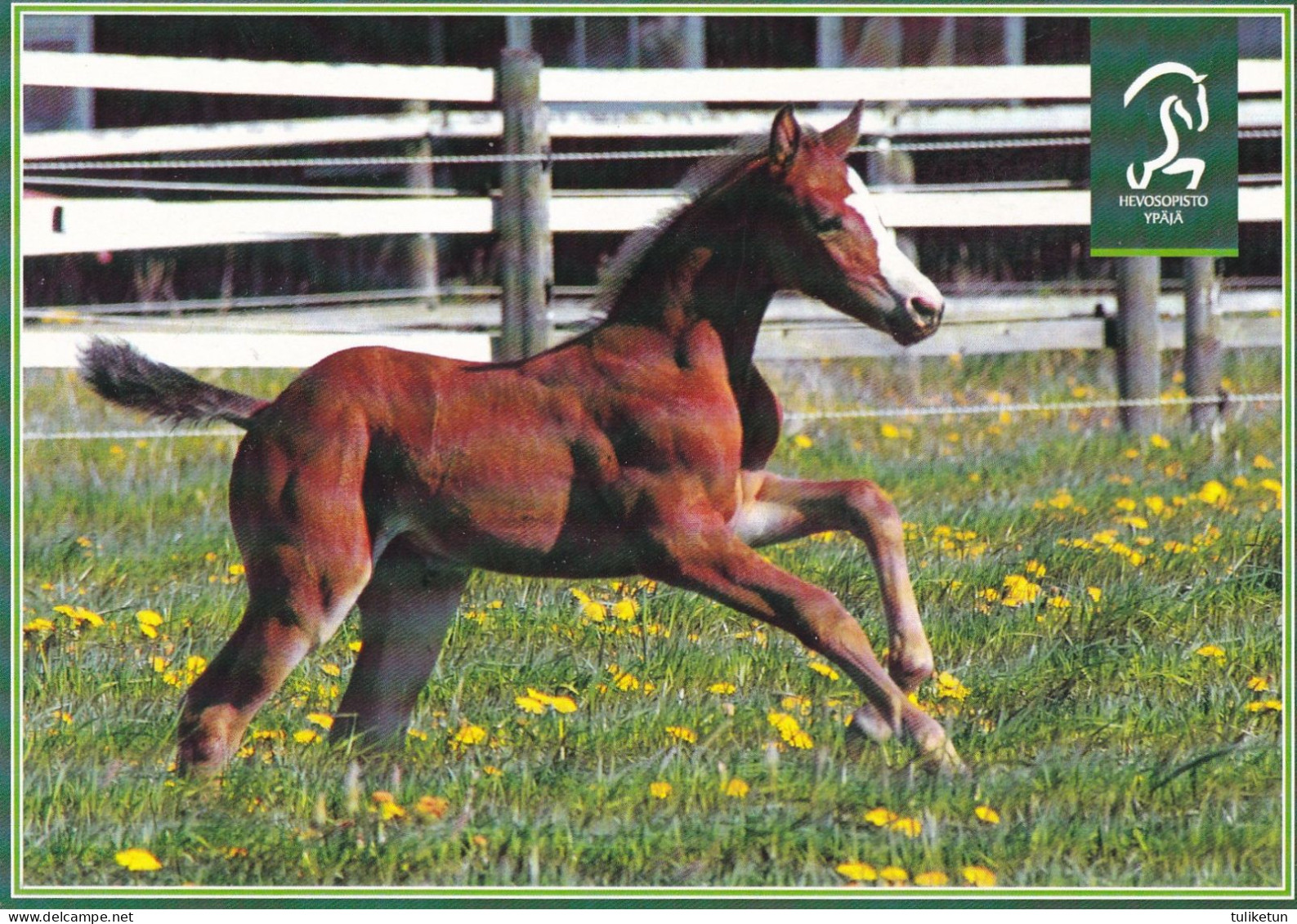 Horse - Cheval - Paard - Pferd - Cavallo - Cavalo - Caballo - Häst - Horse College - RARE - Horses