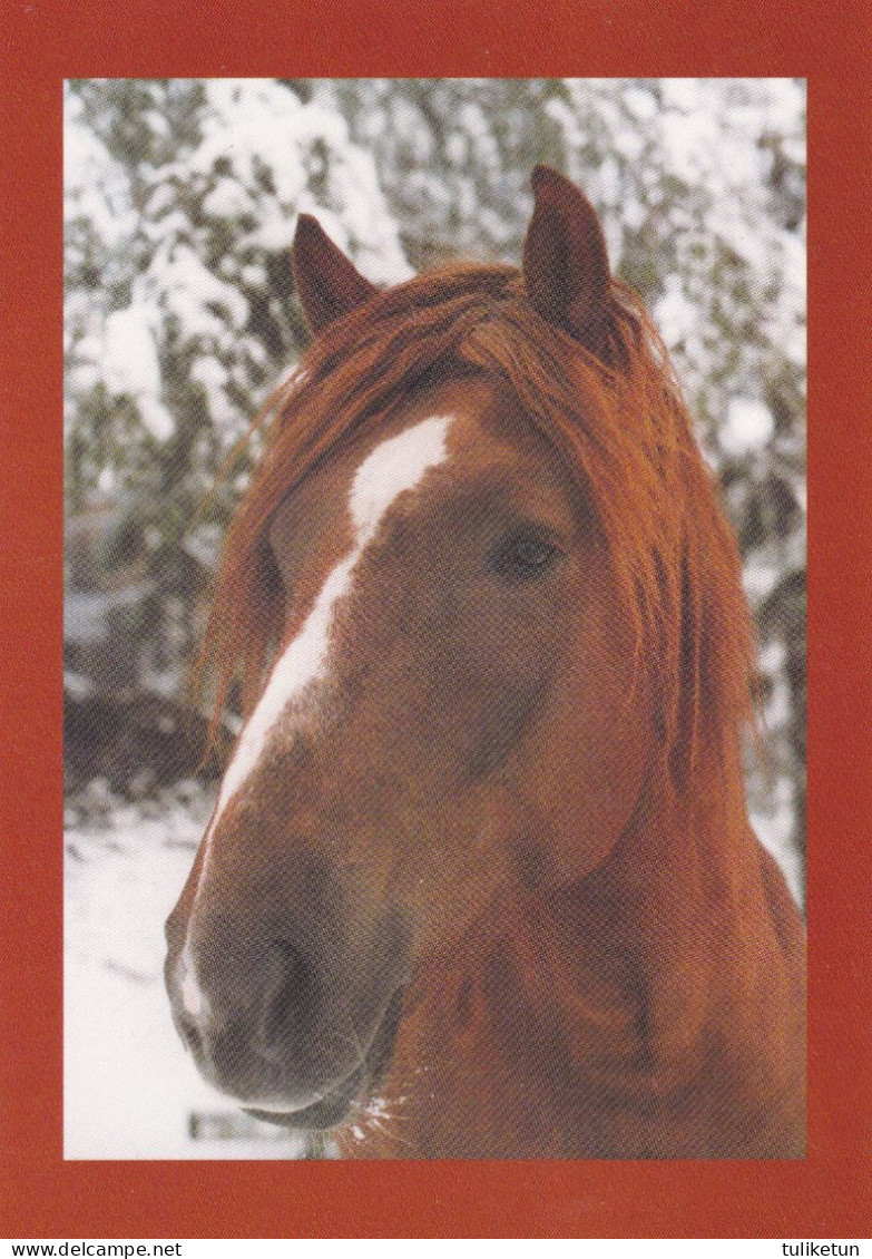 Horse - Cheval - Paard - Pferd - Cavallo - Cavalo - Caballo - Häst - Stallion Vääpeli - Suomenratsut Ry - RARE - Horses