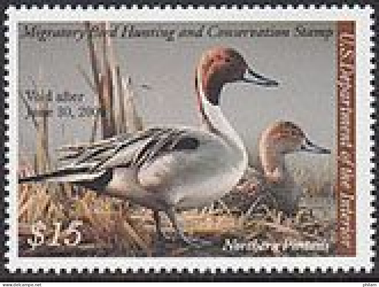 USA  2008 - Oiseau Migrateur - Sarcelle Du Nord - Northern Pintails - 1 V. - Patos