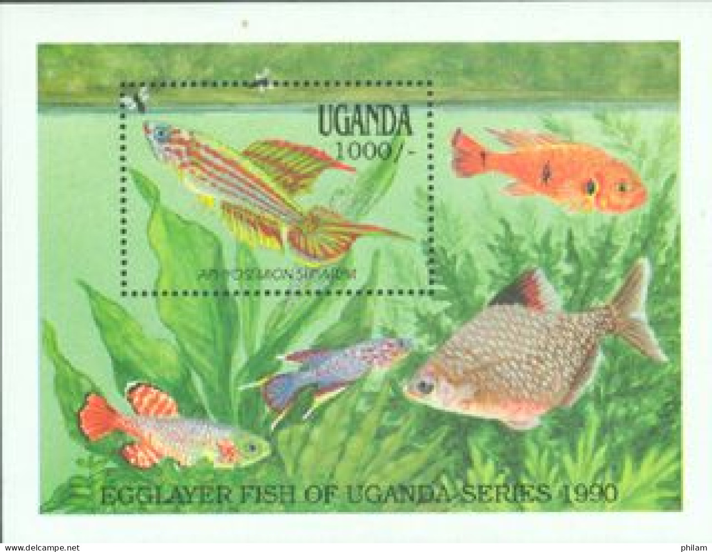 OUGANDA 1990 - Poissons II -  Aphysiosemion Striatum - BF - Fishes