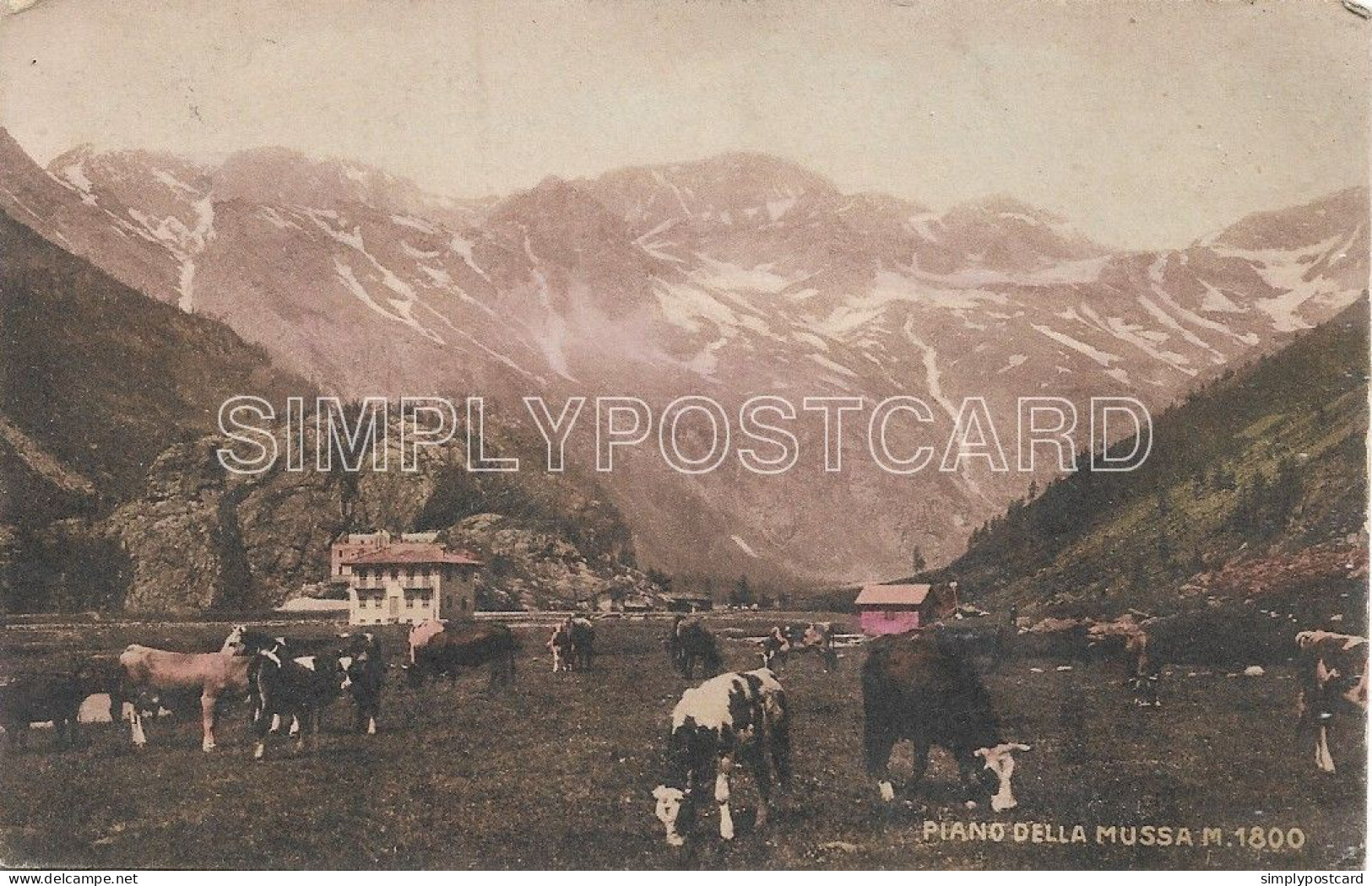 CARTOLINA  PIANO DELLA MUSSA M. 1800 - ANIMATA , VIAGGIATA  1917 - E5 - Viste Panoramiche, Panorama