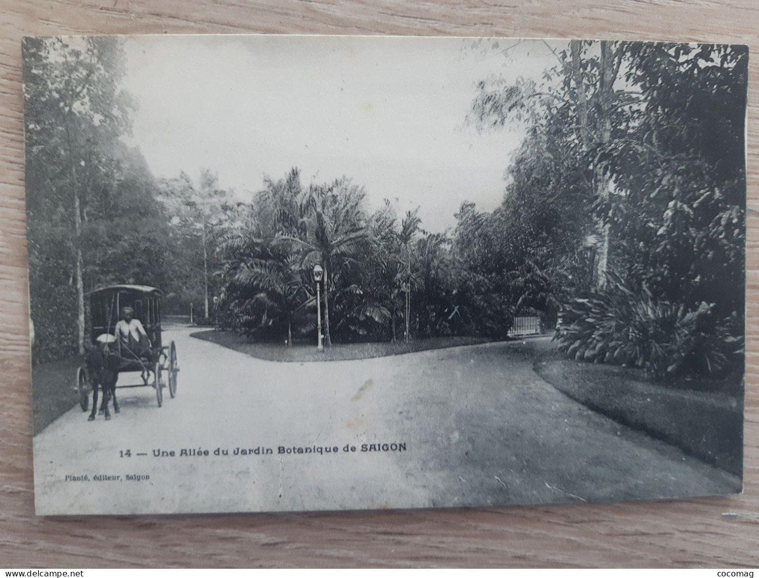 VIET-NAM INDOCHINE COCHINCHINE  SAIGON UNE ALLEE DU JARDIN BOTANIQUE DE SAIGON - Vietnam