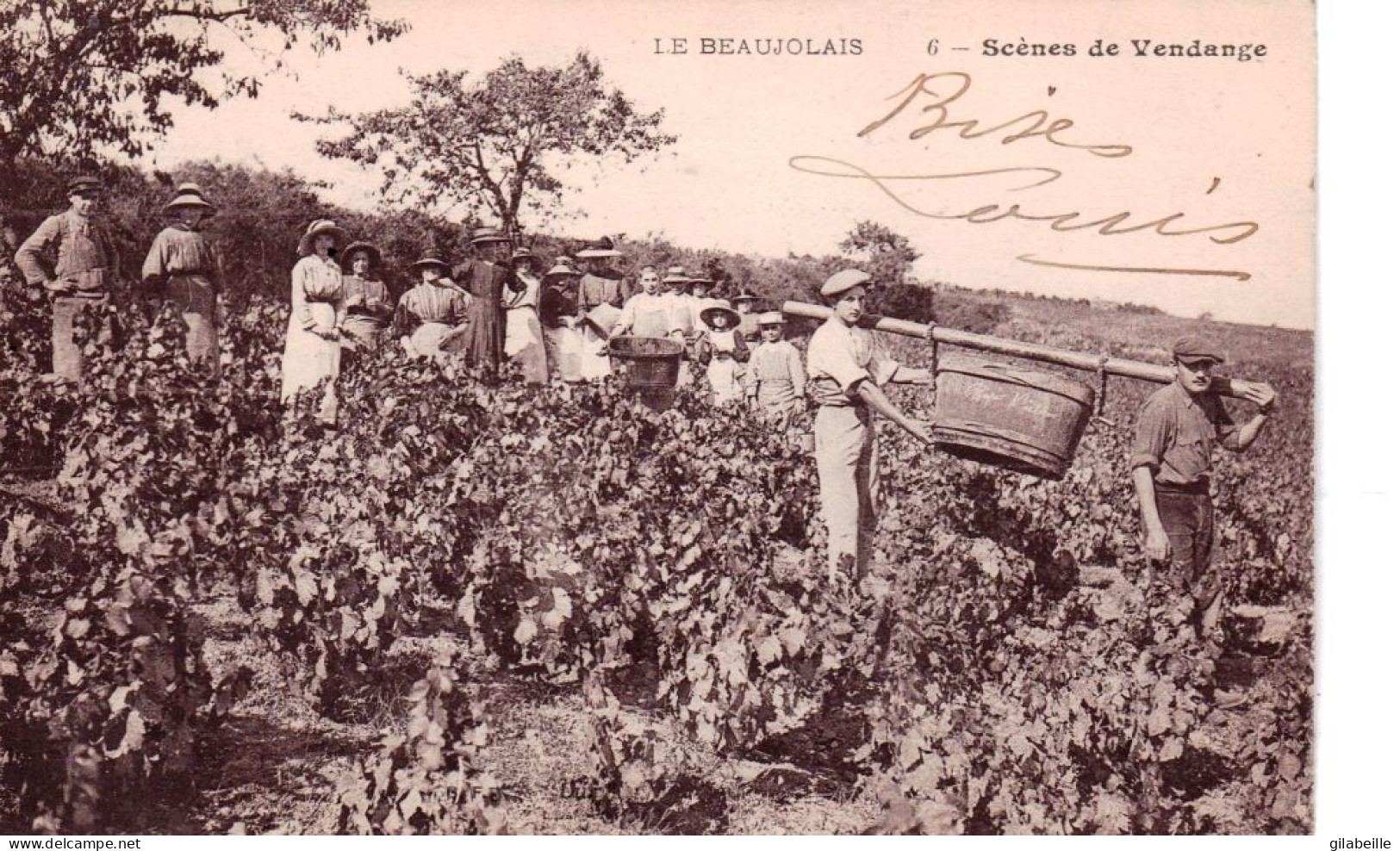 Agriculture - Viticulture -  Le Beaujolais - Scenes De Vendange - Landbouw