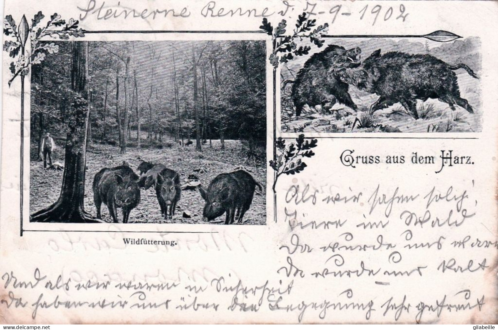 Deutschland - Gruss Aus Dem HARZ - Wildfutterung - Eber - 1902 - Sonstige & Ohne Zuordnung