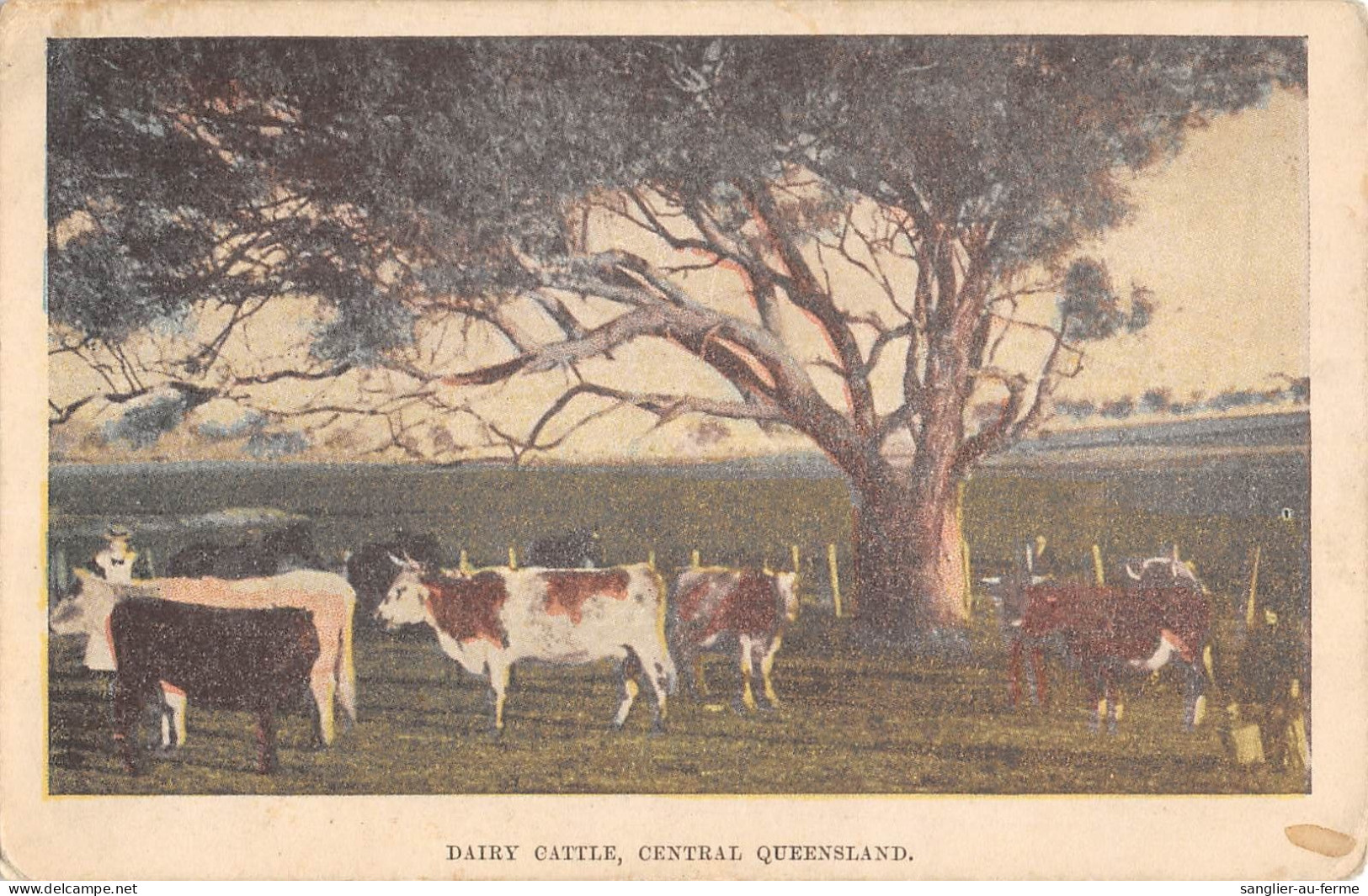 CPA AUSTRALIE / DAIRY CATTLE / CENTRAL QUEENSLAND - Sonstige & Ohne Zuordnung