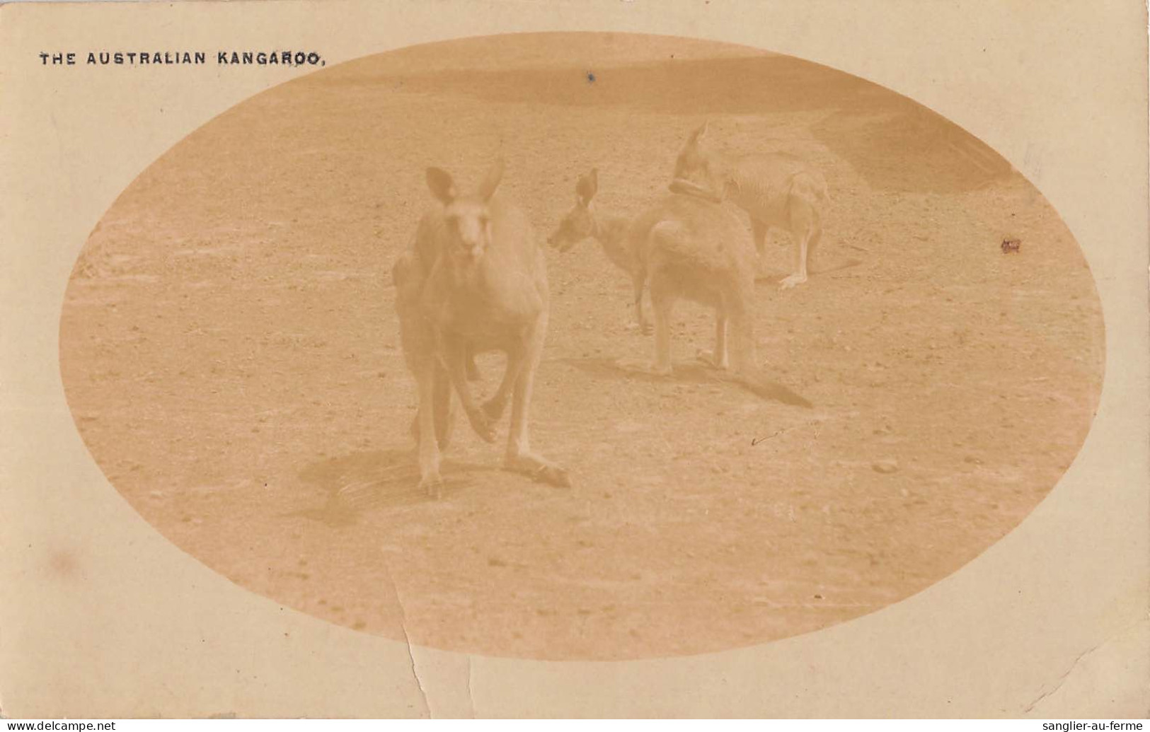 CPA AUSTRALIE / CARTE PHOTO / THE AUSTRALIAN KANGAROO - Sonstige & Ohne Zuordnung