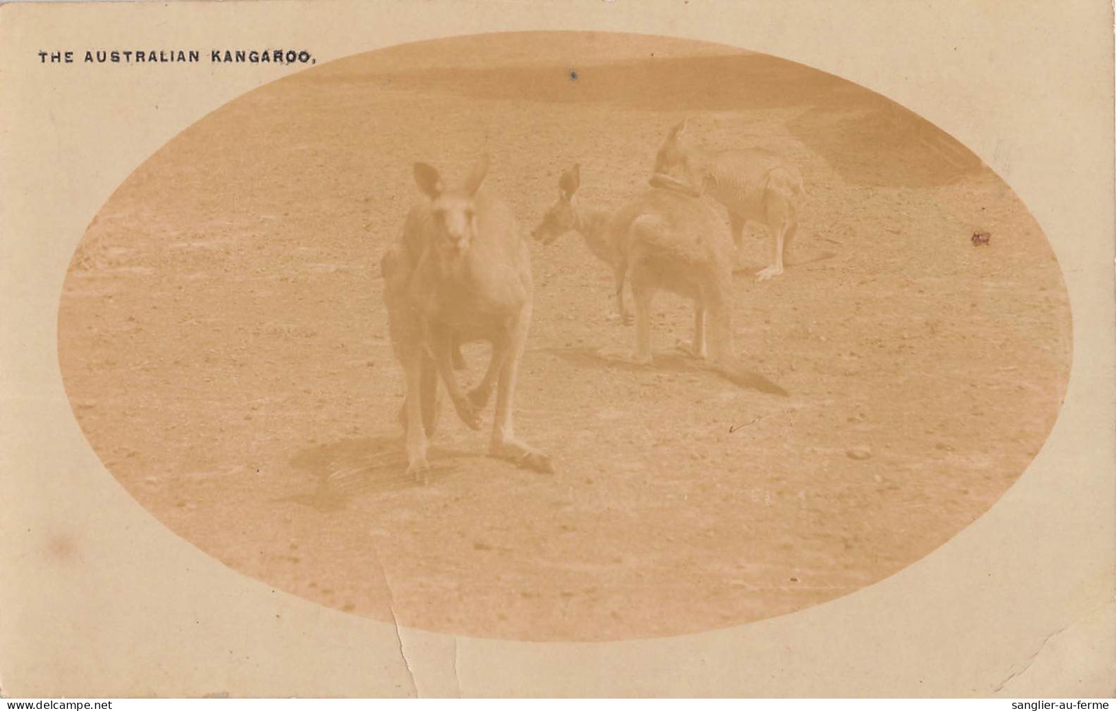 CPA AUSTRALIE / CARTE PHOTO / THE AUSTRALIAN KANGAROO - Andere & Zonder Classificatie