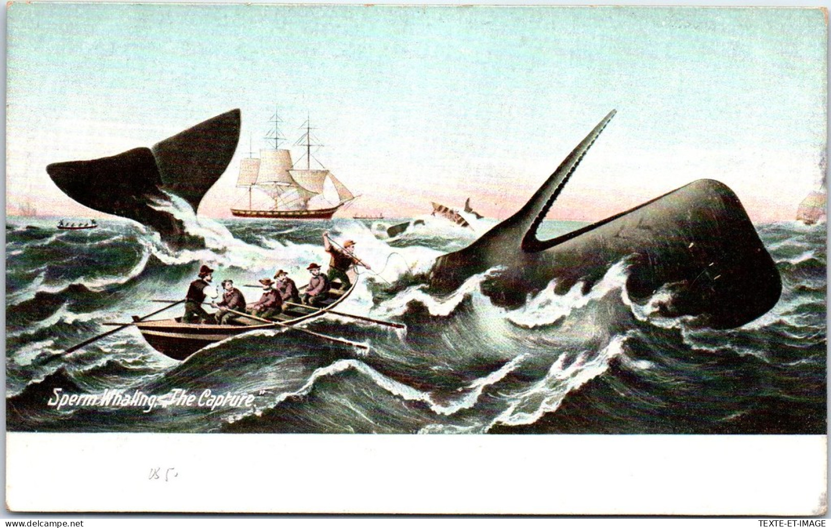 ETATS UNIS - Sperm Whaling The Capture  - Other & Unclassified