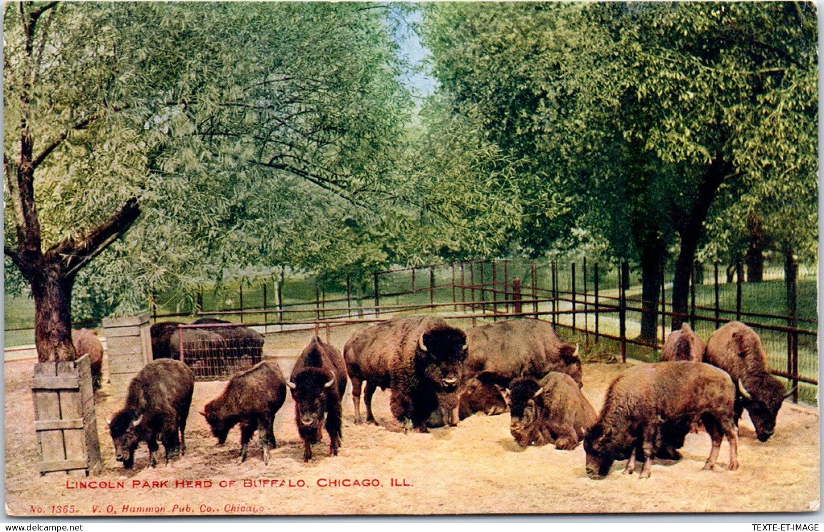 ETATS UNIS - Lincoln Park Herd Of Buffalo Chicago Ill - Other & Unclassified