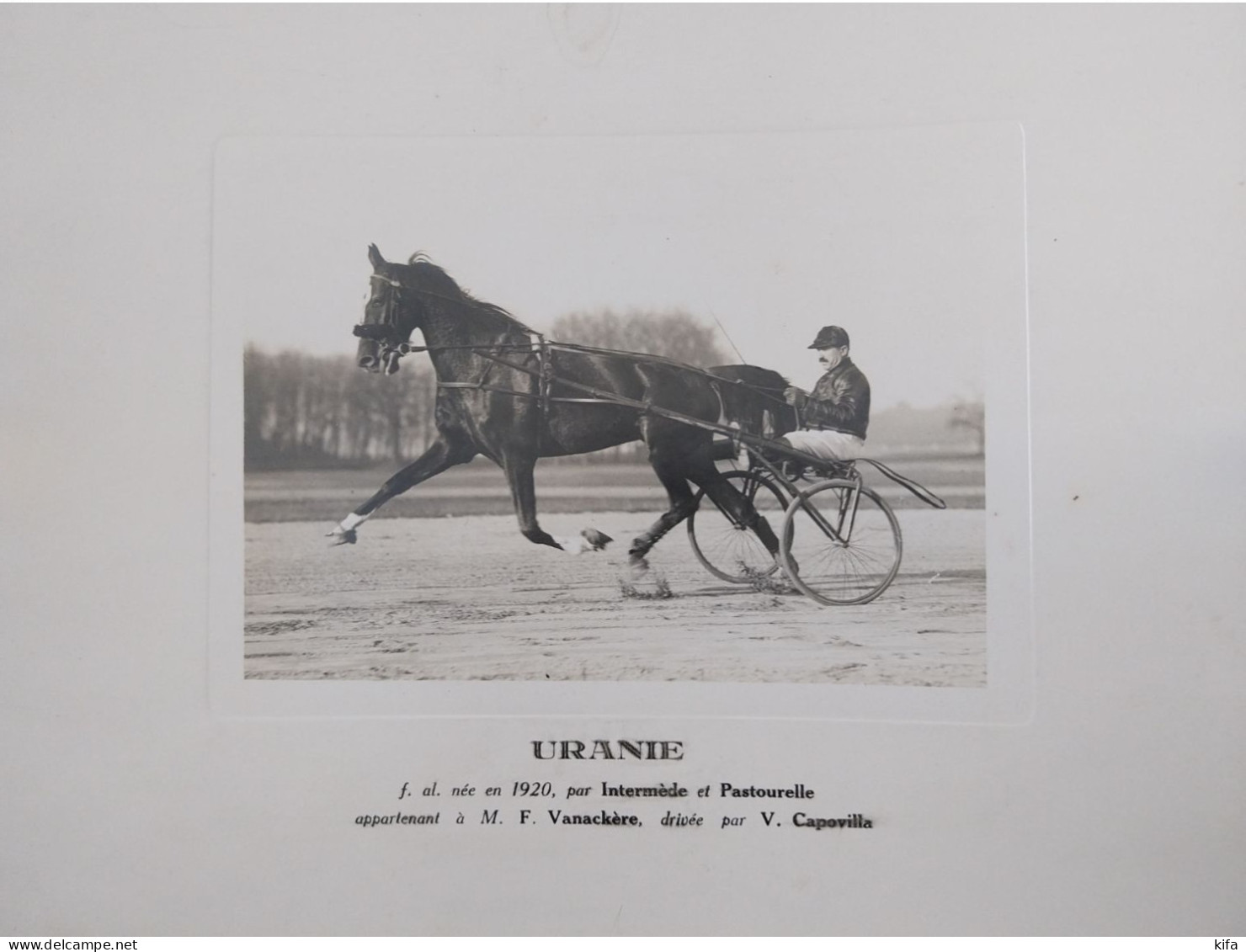 PHOTOGRAPHIE ANCIENNE URANIE CHEVAL DE COURSE - Deportes