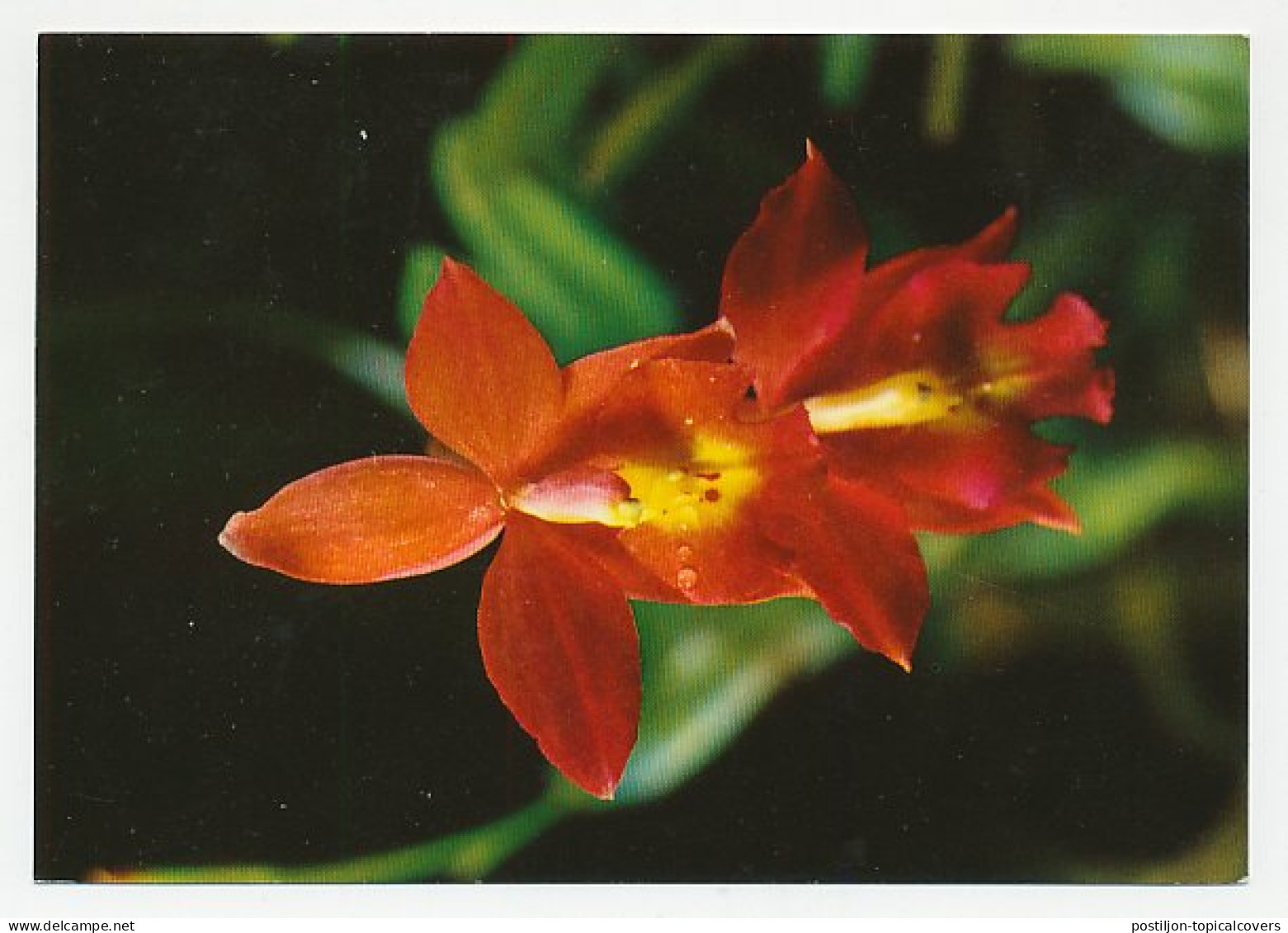 Postcard / Postmark Germany 1975 World Orchid Conference Frankfurt Am Main - Autres & Non Classés