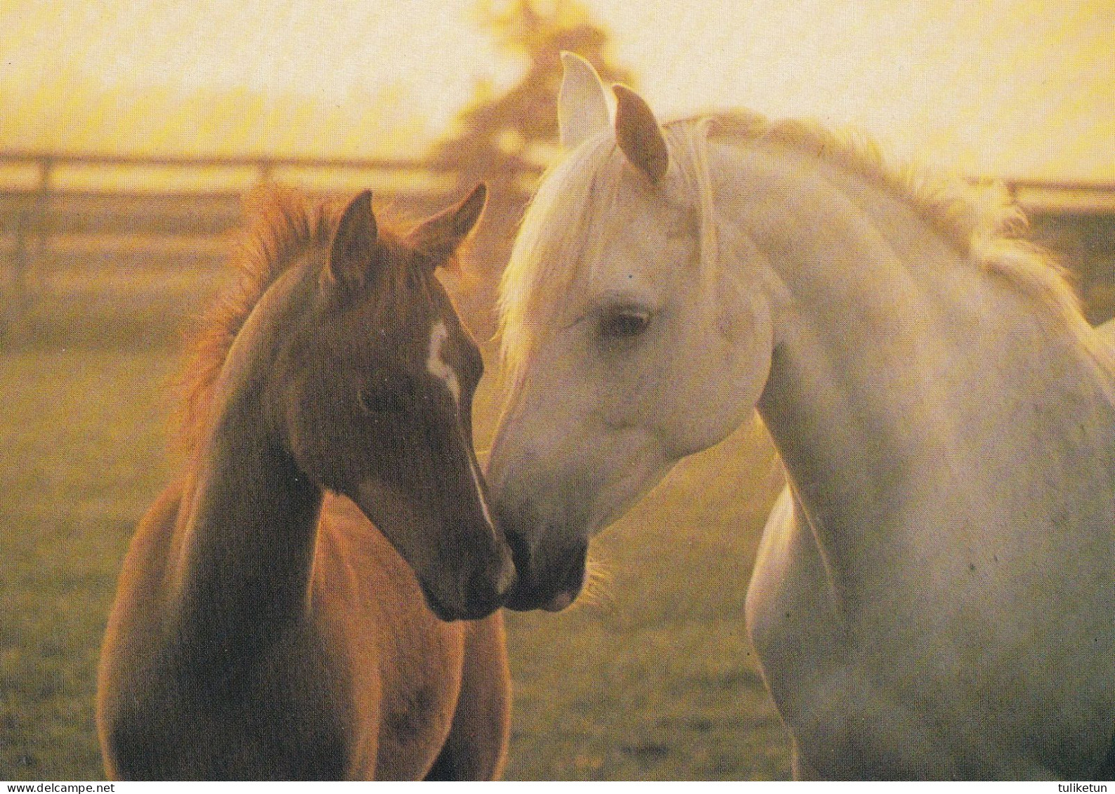 Horse - Cheval - Paard - Pferd - Cavallo - Cavalo - Caballo - Häst - Paperitaide - Finland - Chevaux