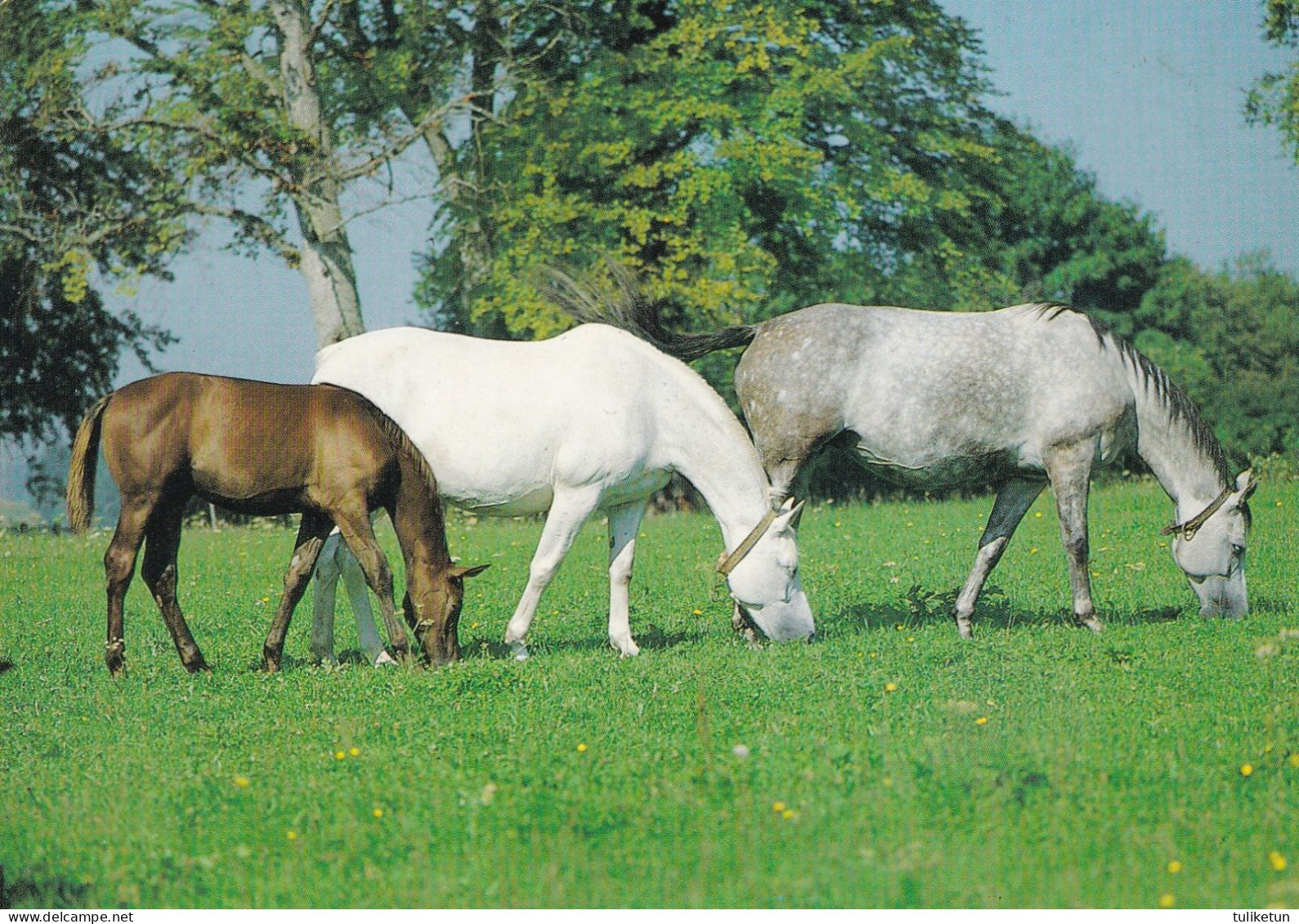 Horse - Cheval - Paard - Pferd - Cavallo - Cavalo - Caballo - Häst - Paperitaide - Finland - Chevaux