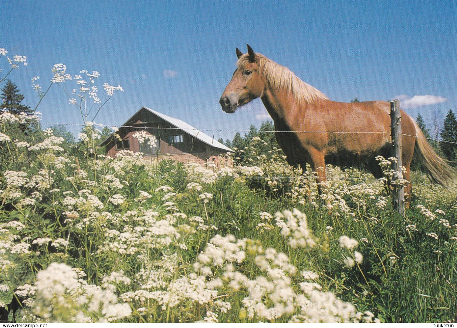 Horse - Cheval - Paard - Pferd - Cavallo - Cavalo - Caballo - Häst - Paperitaide - Finland - Cavalli