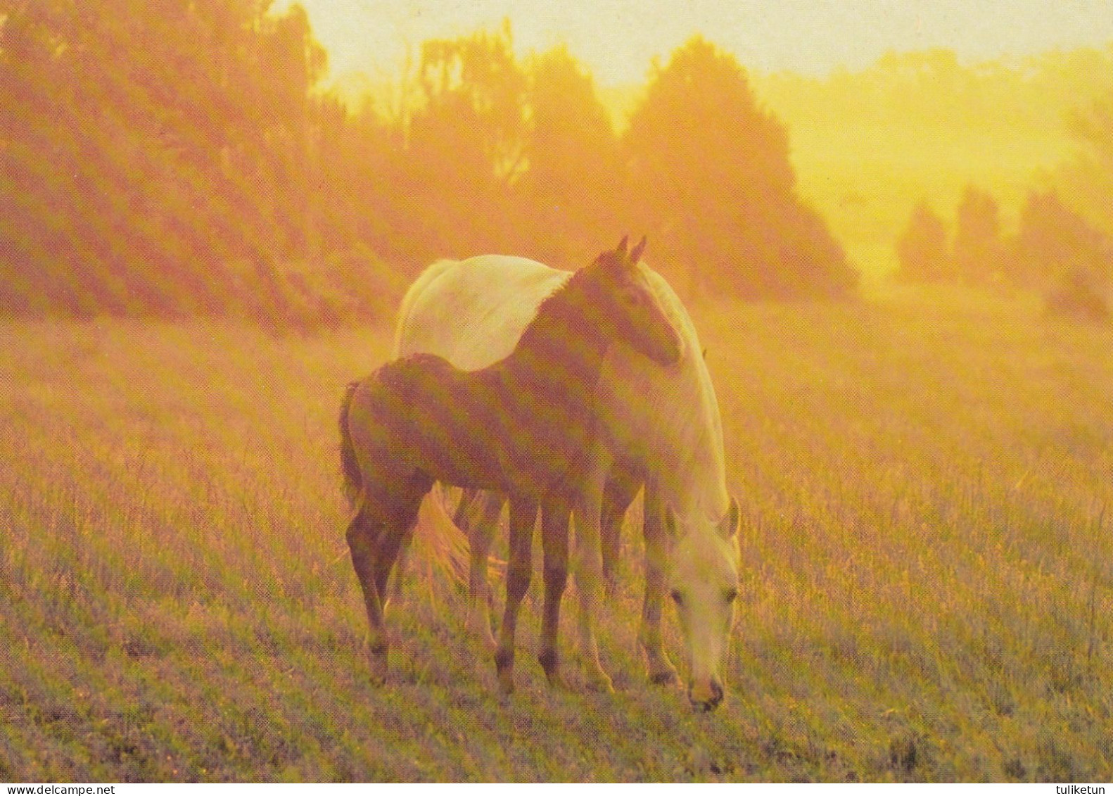 Horse - Cheval - Paard - Pferd - Cavallo - Cavalo - Caballo - Häst - Paperitaide - Finland - Pferde