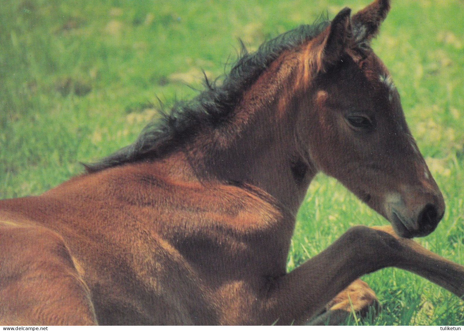 Horse - Cheval - Paard - Pferd - Cavallo - Cavalo - Caballo - Häst - Paperitaide - Finland - Horses