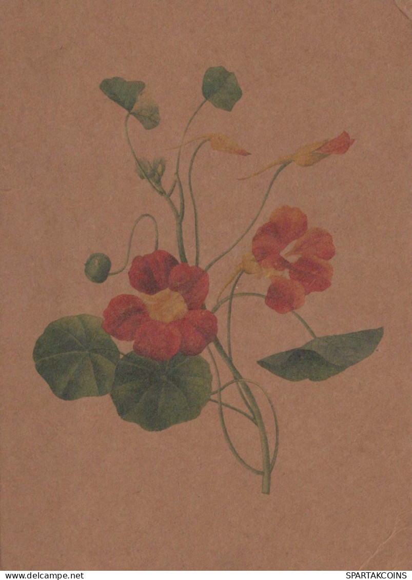 FLOWERS Vintage Ansichtskarte Postkarte CPSM #PBZ198.DE - Blumen