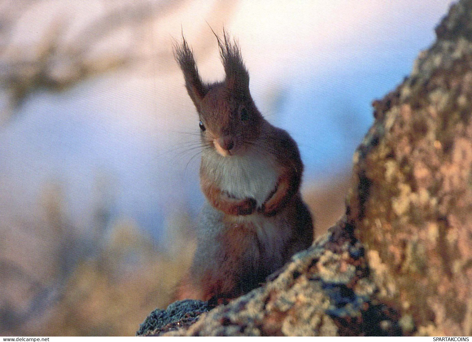 EICHHÖRNCHEN Tier Vintage Ansichtskarte Postkarte CPSM #PBS721.DE - Otros & Sin Clasificación