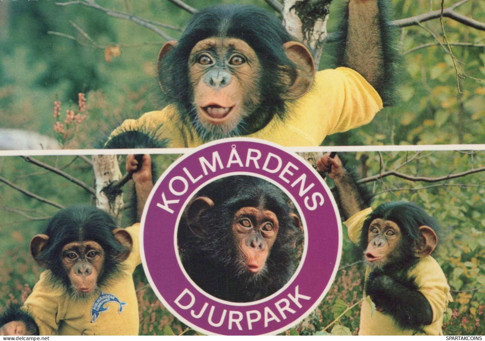 AFFE Tier Vintage Ansichtskarte Postkarte CPSM #PBS027.DE - Monkeys