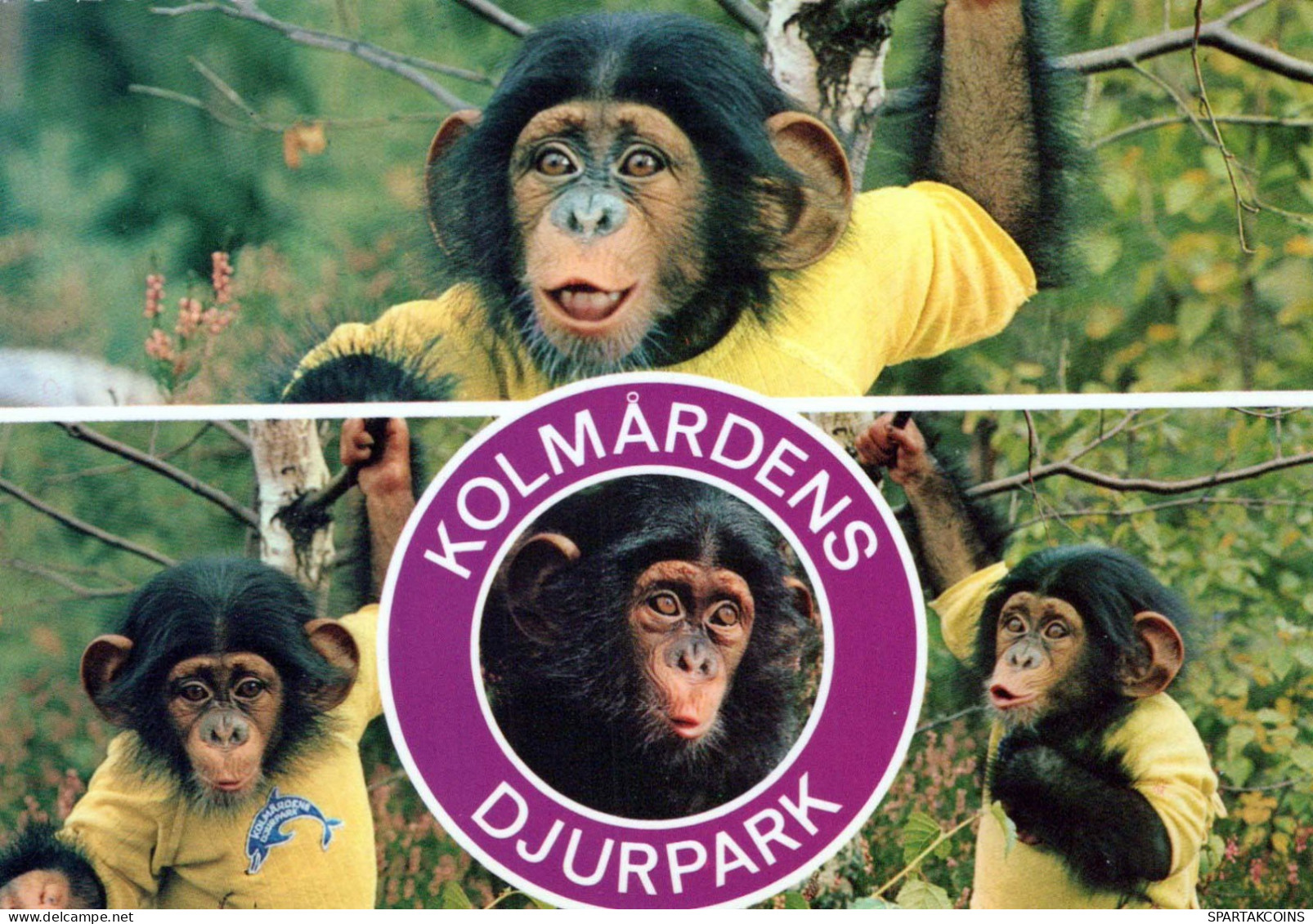 AFFE Tier Vintage Ansichtskarte Postkarte CPSM #PBS027.DE - Monkeys