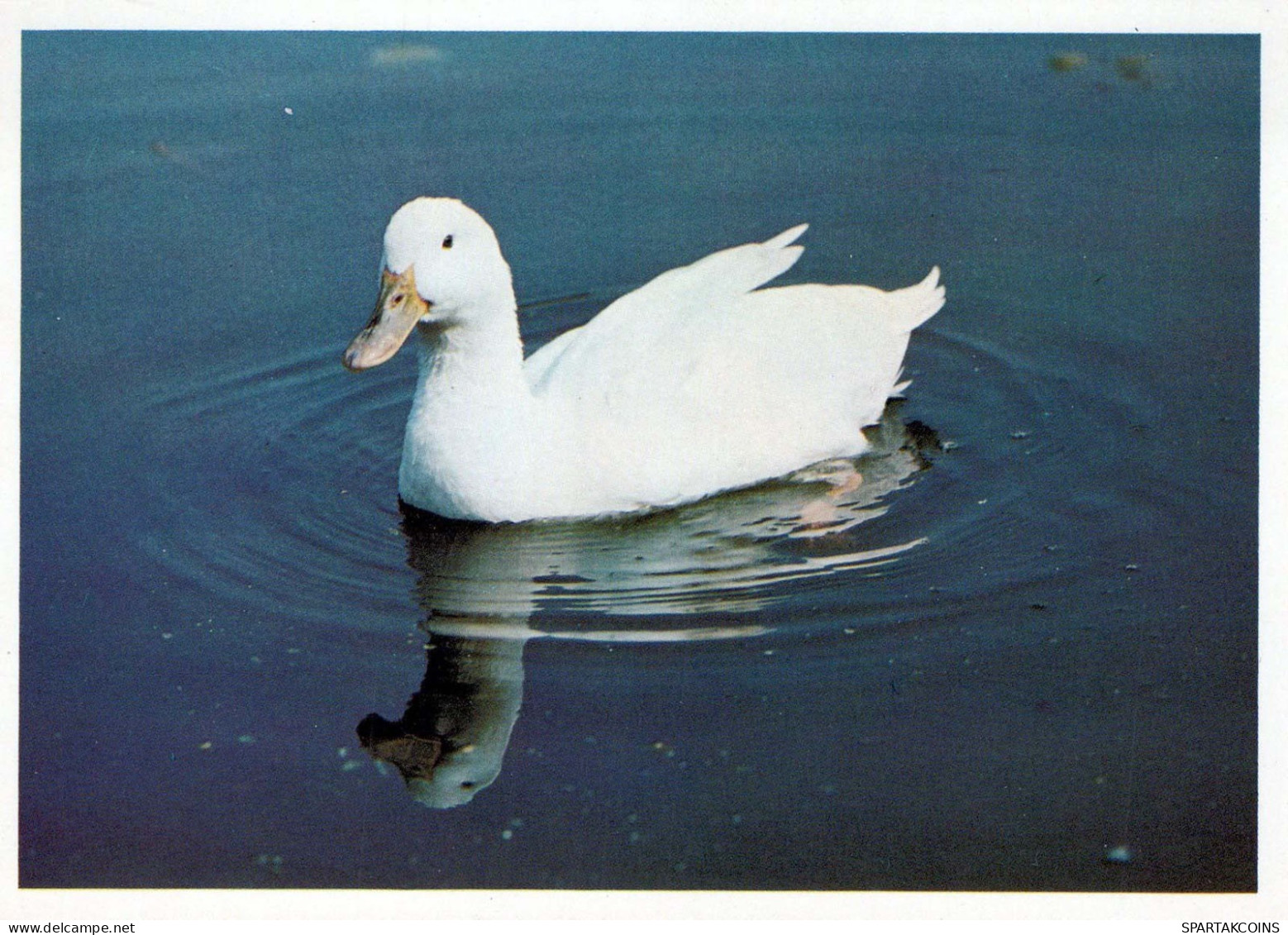 VOGEL Tier Vintage Ansichtskarte Postkarte CPSM #PBR487.DE - Vögel