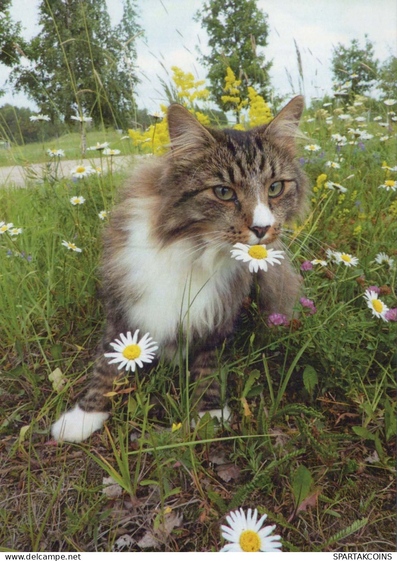 KATZE MIEZEKATZE Tier Vintage Ansichtskarte Postkarte CPSM #PBQ834.DE - Cats