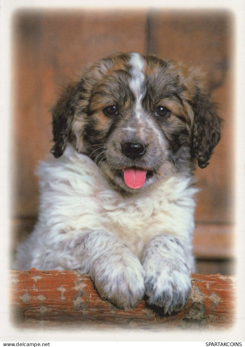 HUND Tier Vintage Ansichtskarte Postkarte CPSM #PBQ573.DE - Perros