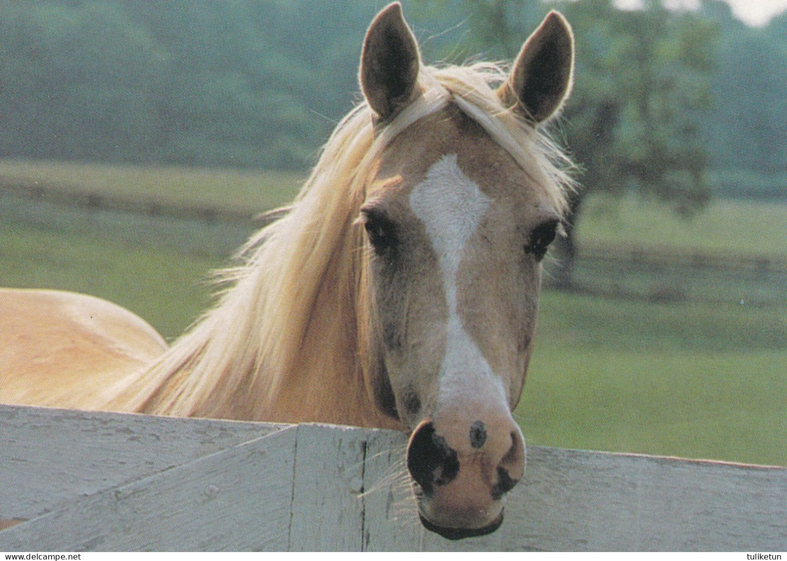 Horse - Cheval - Paard - Pferd - Cavallo - Cavalo - Caballo - Häst - Paletti - Finland - Chevaux