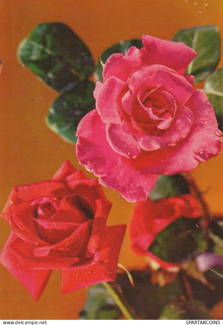 FLOWERS Vintage Ansichtskarte Postkarte CPSM #PAR910.DE - Fleurs