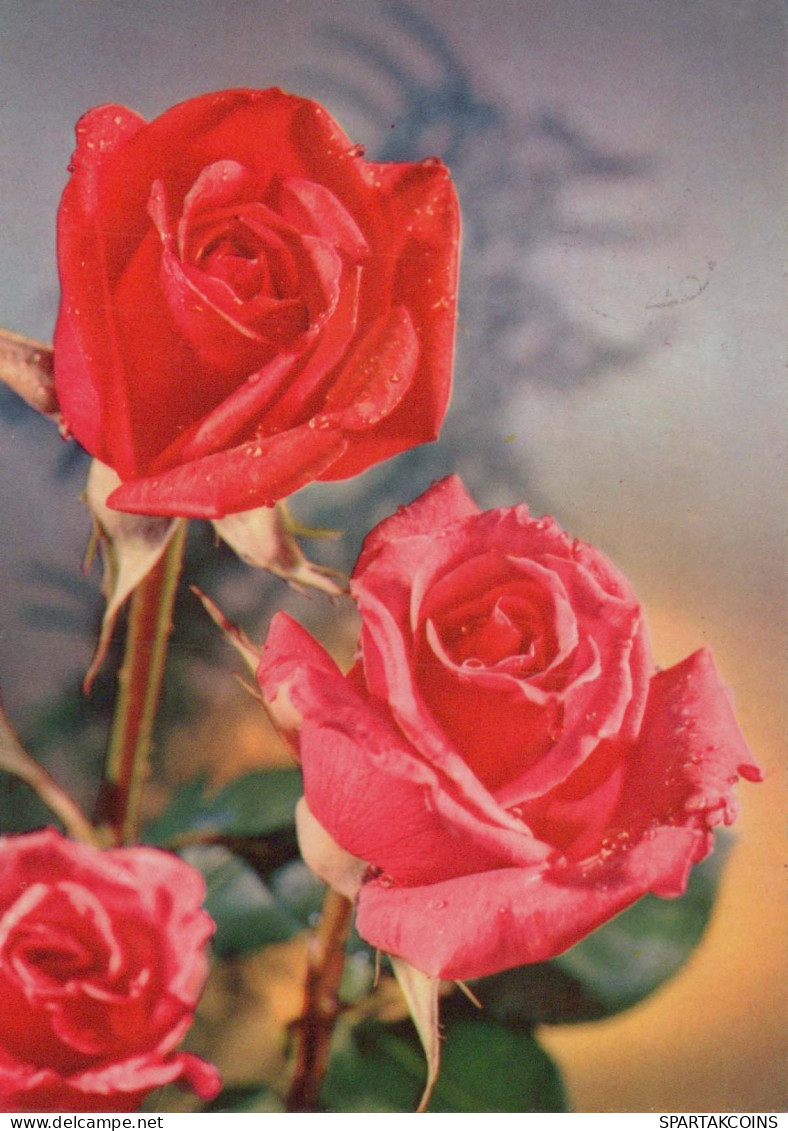 FLOWERS Vintage Ansichtskarte Postkarte CPSM #PAR970.DE - Bloemen