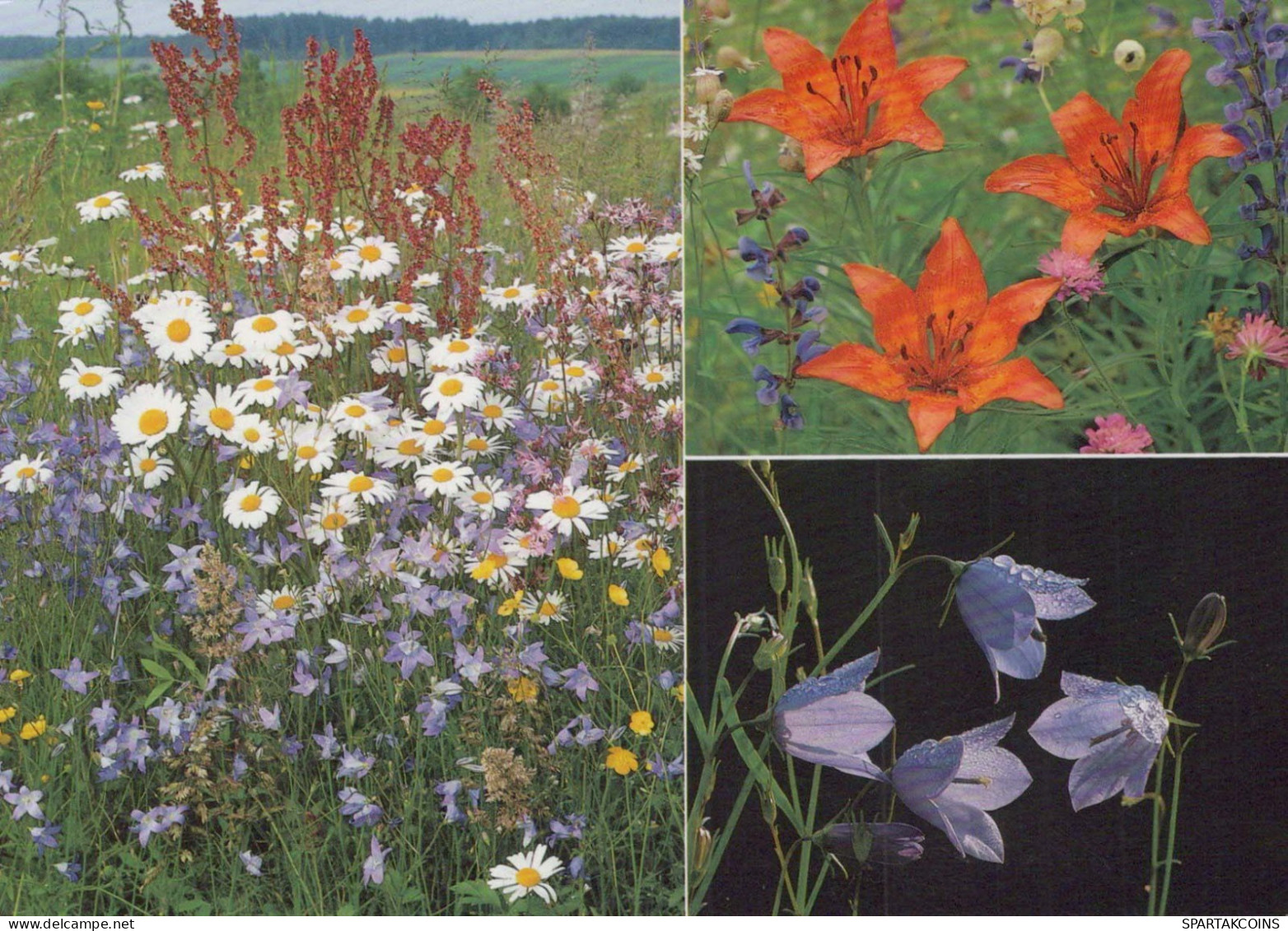 FLOWERS Vintage Ansichtskarte Postkarte CPSM #PAR610.DE - Bloemen