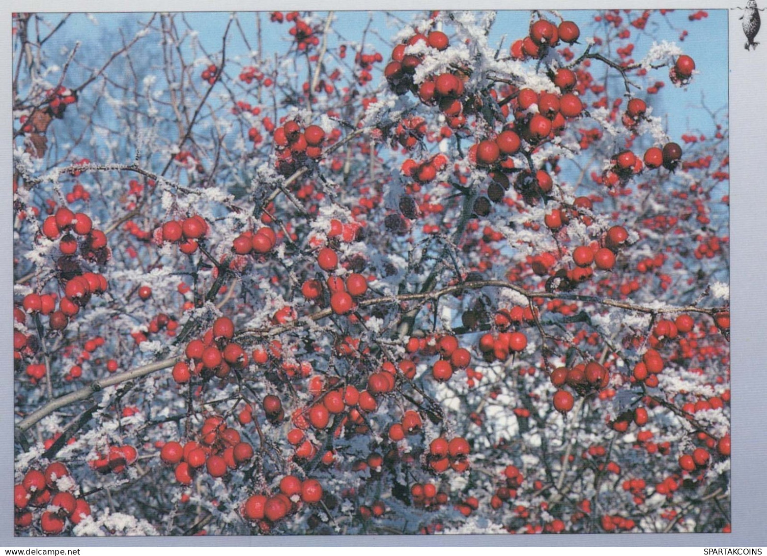 FLOWERS Vintage Ansichtskarte Postkarte CPSM #PAR550.DE - Fleurs